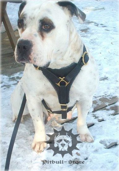 Leather Dog Harness for Tracking & Training