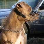 Bestseller! Wire Dog Muzzle for Staffordshire Bull Terrier