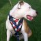 Pitbull Harness with Handle of Leather "Stars and Stripes"