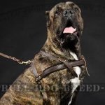 Pulling Harness for Cane Corso of Leather