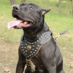 Royal Studded Dog Leather Harness for Pitbull, UK Exclusive