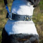 Pitbull Studded Dog Collar for Daily Activities