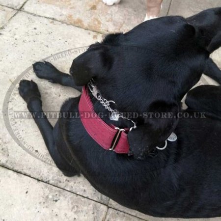 Staffy Pinch Prong Collar with Swivel