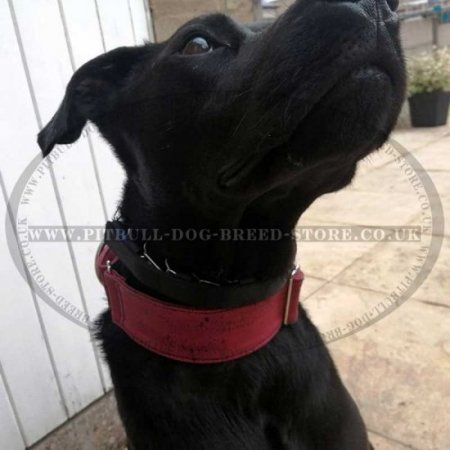 Staffy Pinch Prong Collar with Swivel