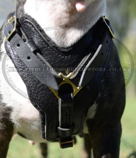 Bestseller! Padded Dog Harness Leather for Strong Bull Terrier