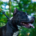 Amstaff Choke Collar for Success in Obedience Training