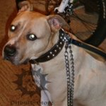 Chain Leash for Pitbull Walking with Leather Handle!
