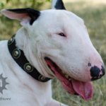 Leather Dog Collar with Vintage Round Studs for Bull Terrier