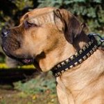 Cane Corso Leather Dog Collar with Square Brass Studs