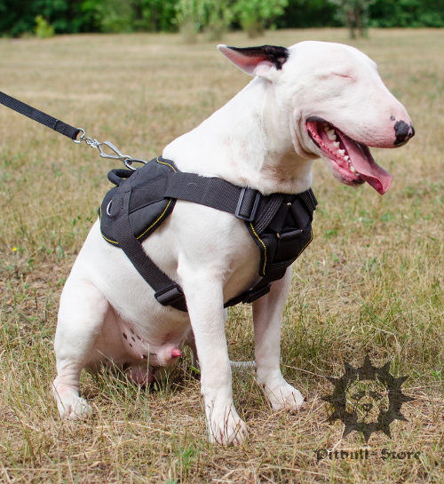 Bull Terrier with dog training harness