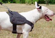 Dog Training Harness for Bull Terrier | Dog Sport Harness, Nylon