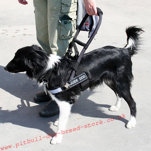 Guide Dog Day, Border Colly in the Guide Harness