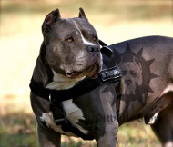 Dog Training Harness for Amstaff | Nylon Dog Harness