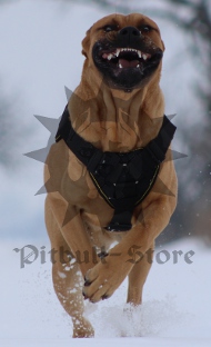 Winter Dog Harness UK