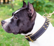 Padded Dog Collar for Amstaff | Spiked Leather Dog
Collar
