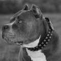 Pitbull dog collar studded, leather studded
        collar for Pitbull