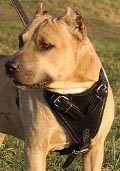 Heavy Duty Dog Harness for Pitbull