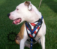 Pitbull Harness of 100% Leather 