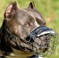 Strong Basket Muzzle for Staffordshire Bull Terrier