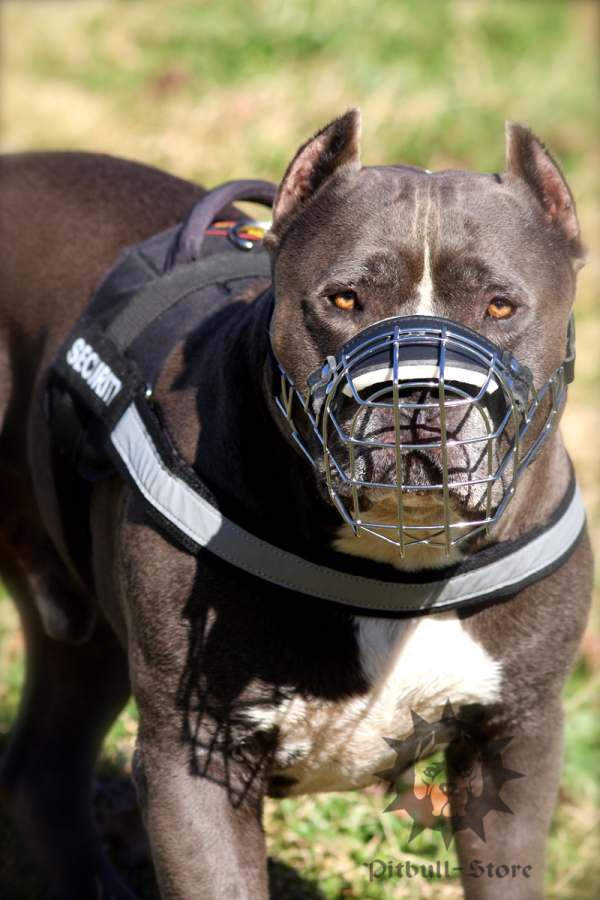 Reflective dog harness for
Pitbull
