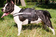 Reflective Dog Harness for Staffy | Dog Control Harness
in Nylon