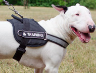 Reflective Dog Harness for Bull Terrier Training & Walking