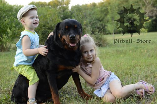 Rottweiler with Children