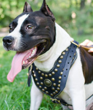 Royal Dog Harness, Padded Leather & Brass Studs for Staffy Walks