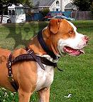 Staffordshire Bull Terrier Harness UK | Tracking/Pulling
Harness