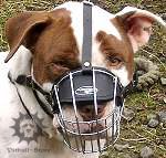 Wire Dog Muzzle for Amstaff for Walking