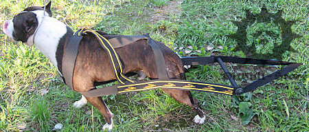 Dog Weight Pulling Harness