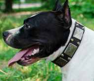 Leather Dog Collar with Nickel Plates & Studs for
Amstaff