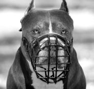 Pitbull Wire Dog Muzzle