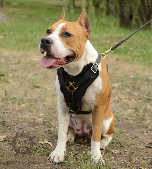 Leather Staffy Harness with Padding