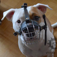 American Staffy in Our Muzzle