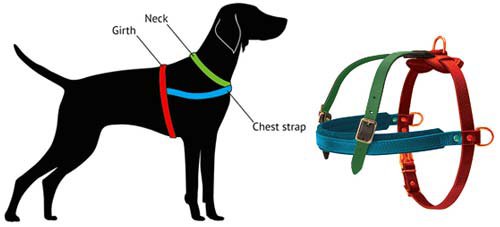 Harness Size for a Staffy
