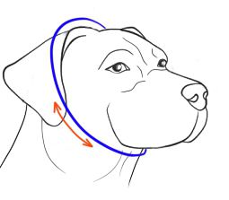 Size Staffy for Pinch Collar