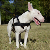 Bull Terrier Harness for Walking and Pulling
