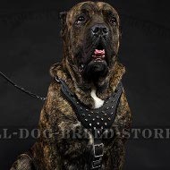 Cane Corso Dog Harness Leather with Spikes