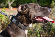 Cool Dog Collar for Staffy | Soft Leather Dog Collars Cool Dog Collar for Staffy | Soft Leather Dog Collars