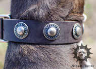 Dog Collar Designer | Leather Dog Collar for Staffy Dog Collar Designer | Leather Dog Collar for Staffy