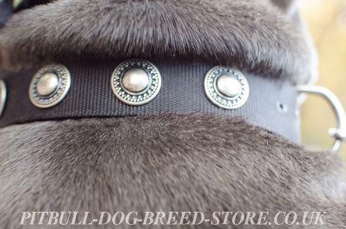 Staffy Dog Collars
