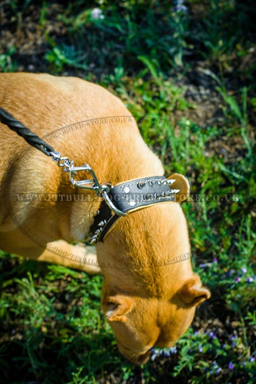 Brand Dog Collar