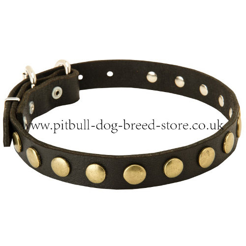 Designer Dog Collars UK