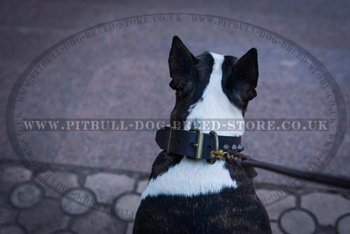 English Bull Terrier Collar 