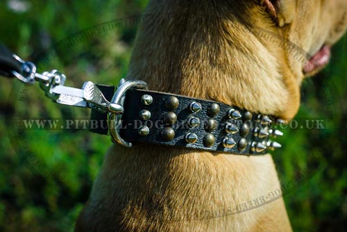 Fancy Dog Collar