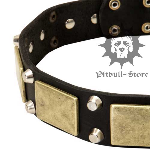 Leather Collar for Pitbull