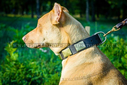 Stylish Dog Collar
