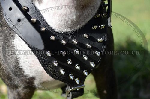 Dog Harness Spiked