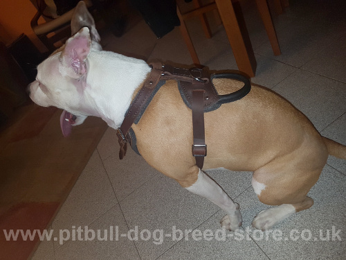 Brown Leather Dog Harness